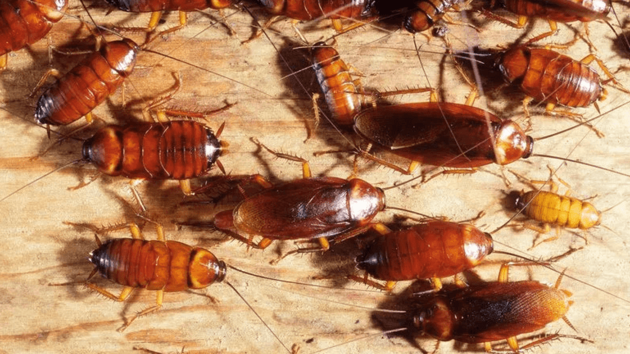 Disinfestazione Blatte Gorizia