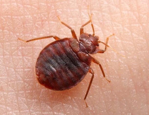puntura cimice dei letti